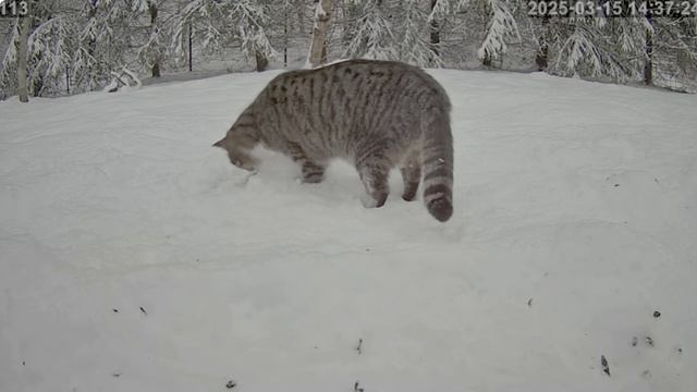 Кот пришел перекусить- а сало спряталось под снегом
