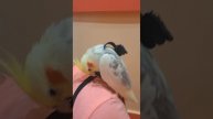 Попугаю первый раз надели шлейку #parrot #попугай #cockatiel #birds #корелла #corella #шлейка