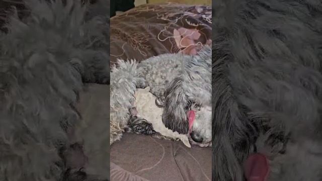 Джентли Борн Снежка. Той пудель белый в серебре.