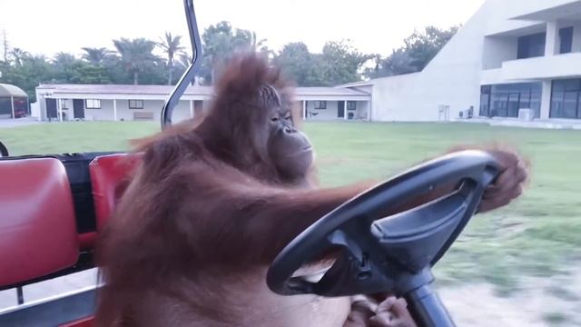 Kavinsky Orangutan
