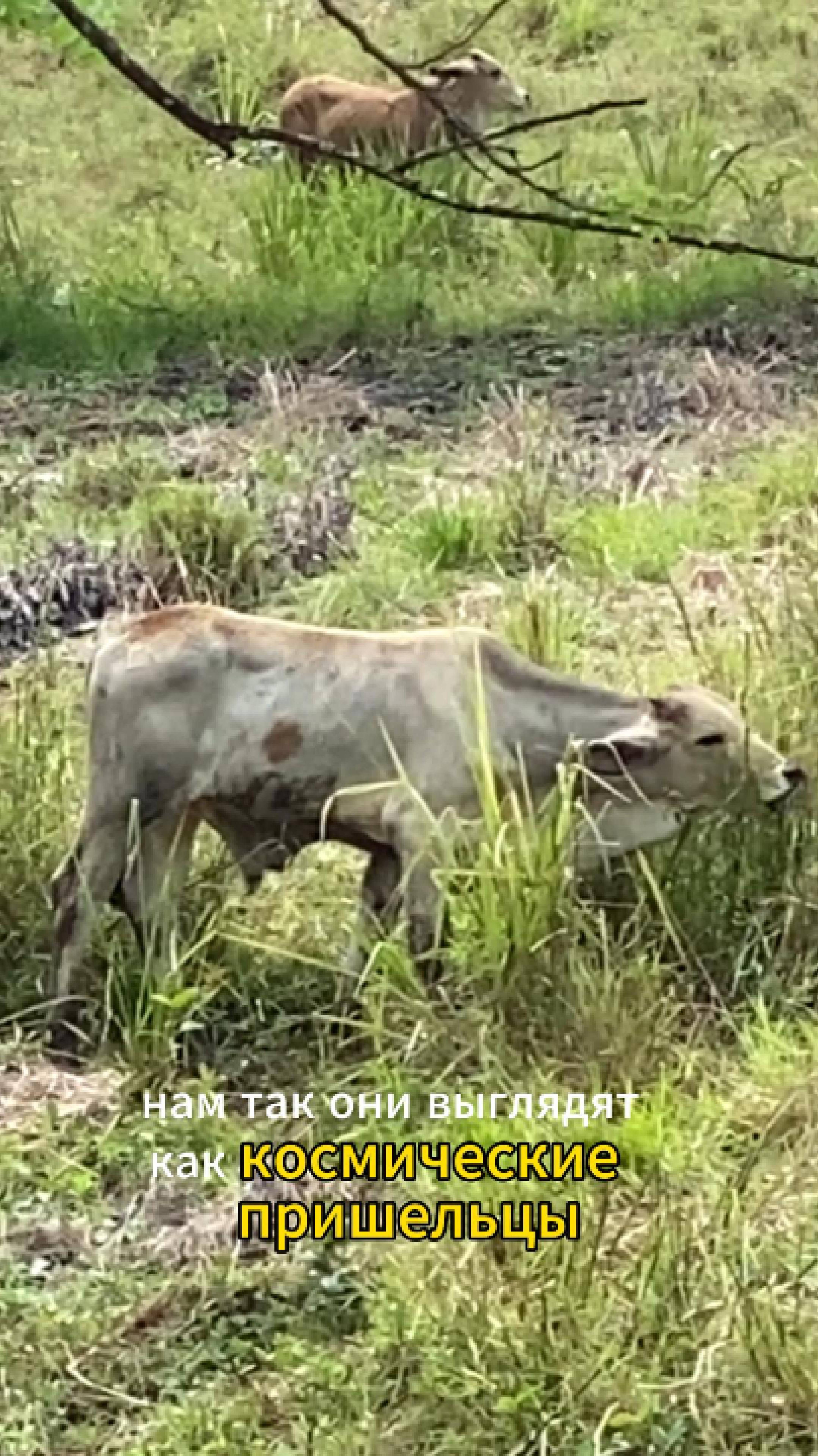 Коровы как пришельцы? 👽🐄