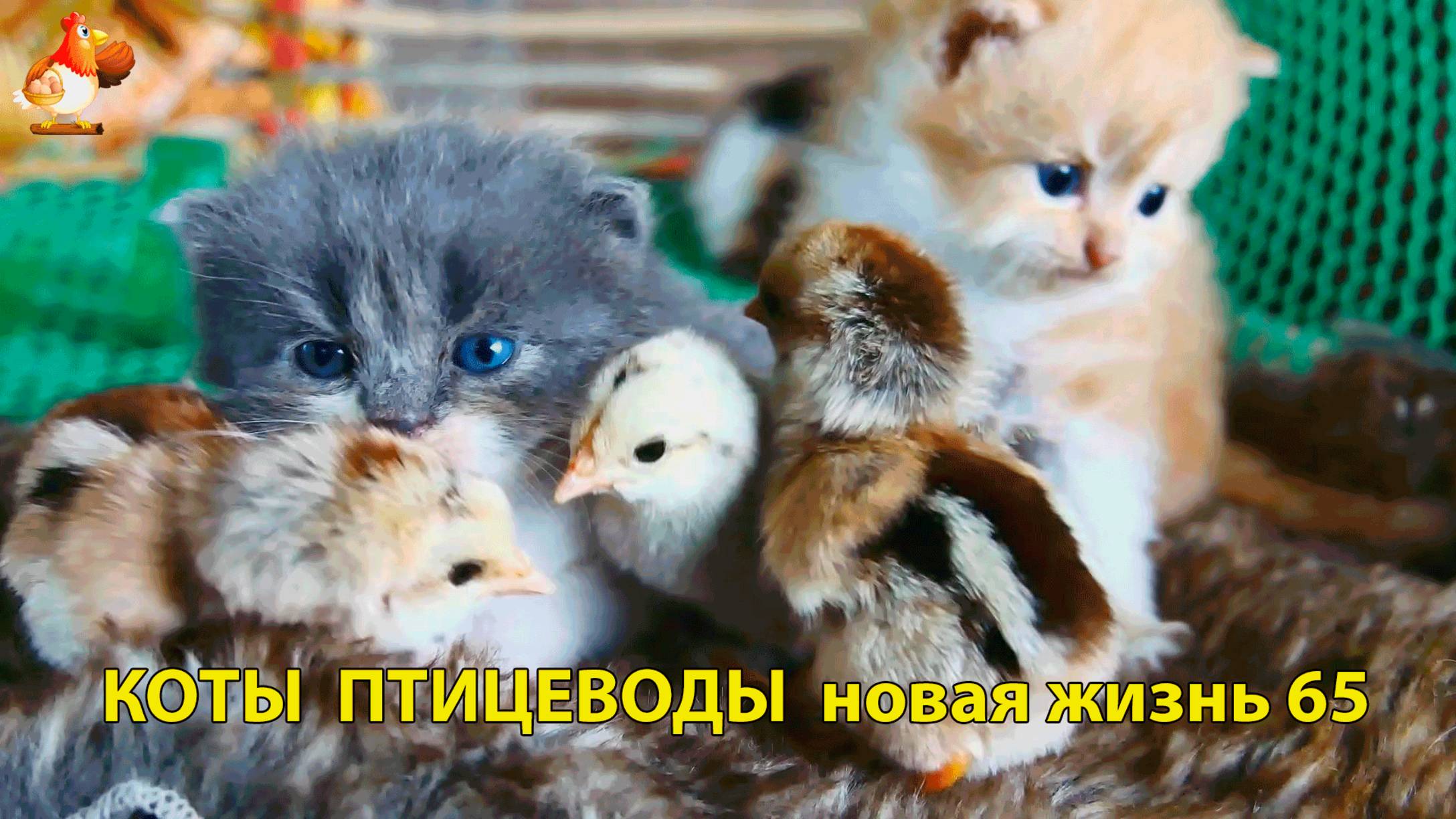 Коты птицеводы со своими подопечными 😹🐈🐈 Новая жизнь – выпуск (65) ❣️🤗😂