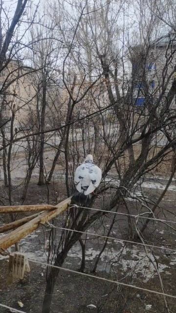 Белые пошли
