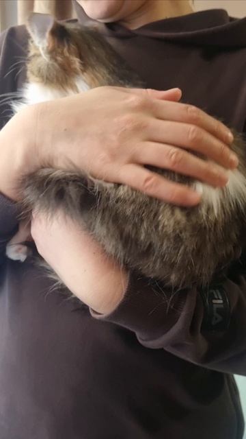 Котенок мальчик в добрые руки