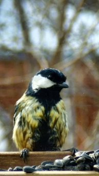 Синица под хохлому