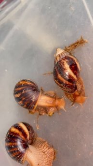 Иммакулята