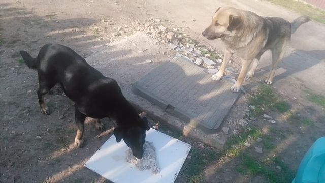 VID_20250313_083219