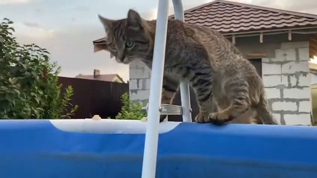 Кот Кузя у бассейна.