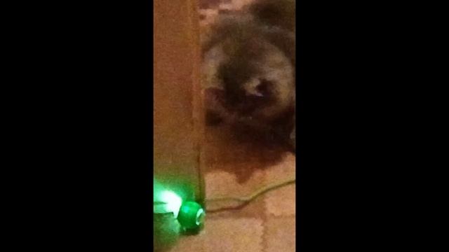 El medio gato episode I