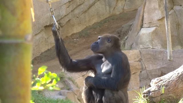 ゴリラ　木を舐めてみるフランクくん　１０才　Gorilla Frank tried to lick a tree 10ys　パート２
