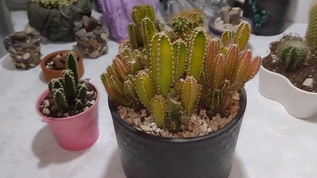 Peri Kalesi Kaktüs Bakımı (Fairy Castle Cactus Care)