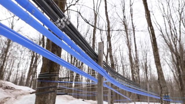 Our Sugar Shack, 100% Pure Maple Syrup - Natures Sweetness