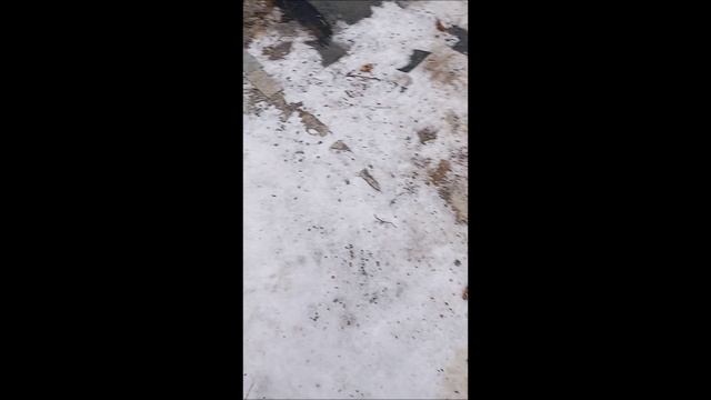 Собака. Овчарка. Том.