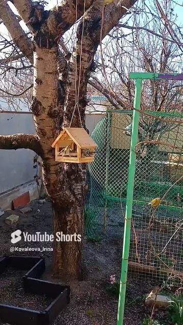 Птичьи забавы.