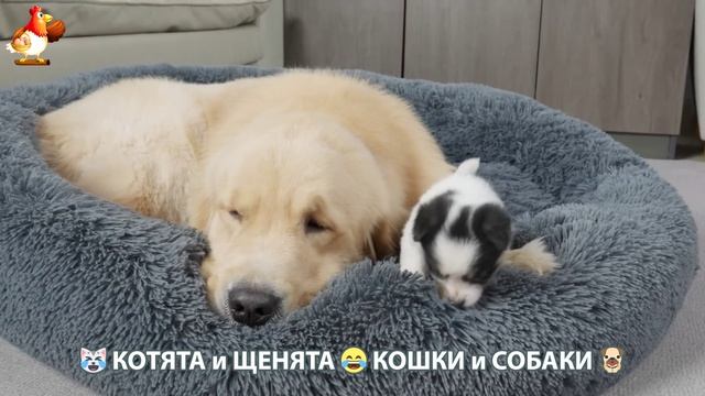Котята и Щенята 😹 Кошки и Собаки ❣️🥰😂 (28)
