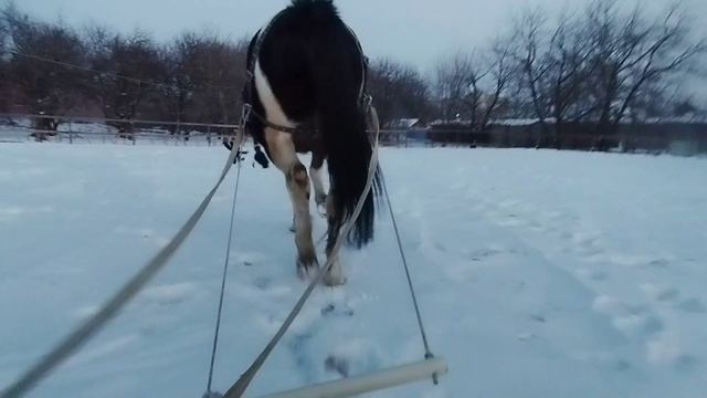 Обучение лошади.Заездка лошади в тюбинг