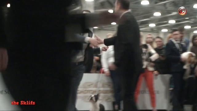 RKF Championship Show 'Golden Collar' 2016, Boston Terrier
