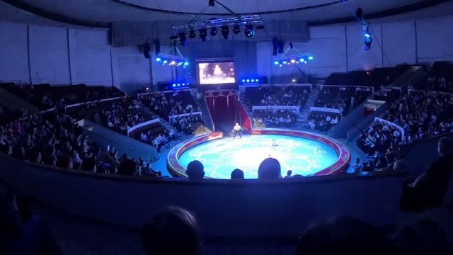 " Империя Львиц " в Самарском цирке.  15.03.2025
