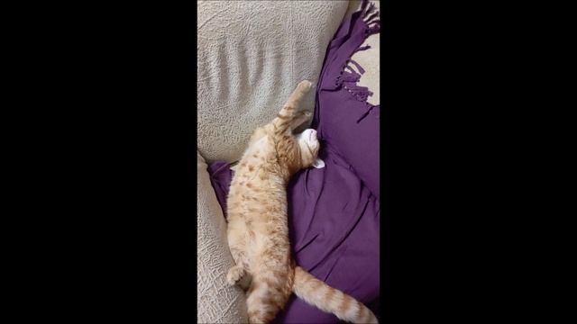 Кот. Фокс