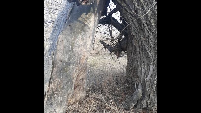 shotcut-20250315-191059