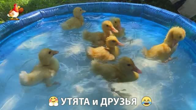 Утята с друзьями – мир нежных эмоций 🤗 эпизод (93)