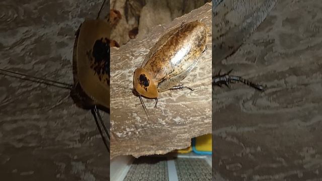 Таракан Архимандрит