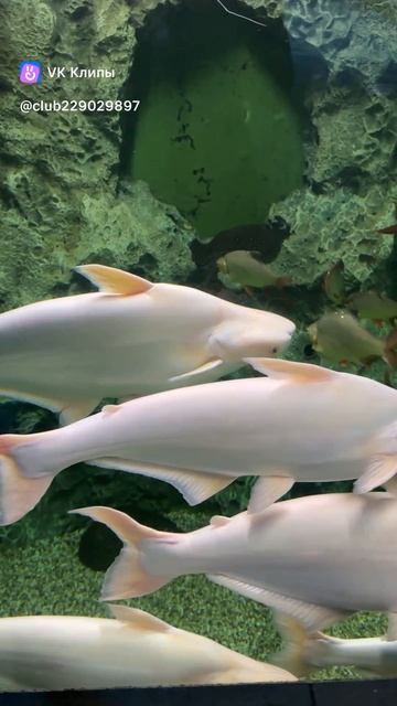Oceanarium
