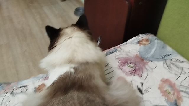 КОТ КАСПЕР