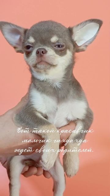 щенок чихуахуа лилово-подпалый мальчик