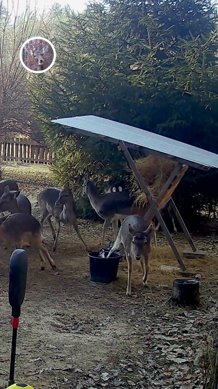 лань наступила задней лапой в ведро, и напугала все стадо #лань #животные #deervader