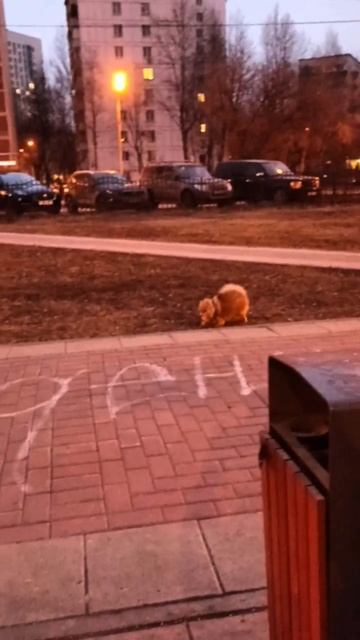 Русский той Дина.