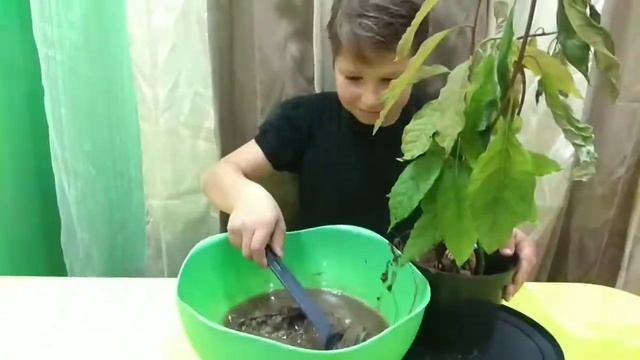 Переплетаем стволы авокадо