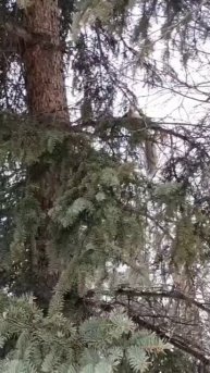 Пушистая радость