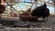 Куры несушки свободного выгула и их обычная куриная рутина – эпизод (103)