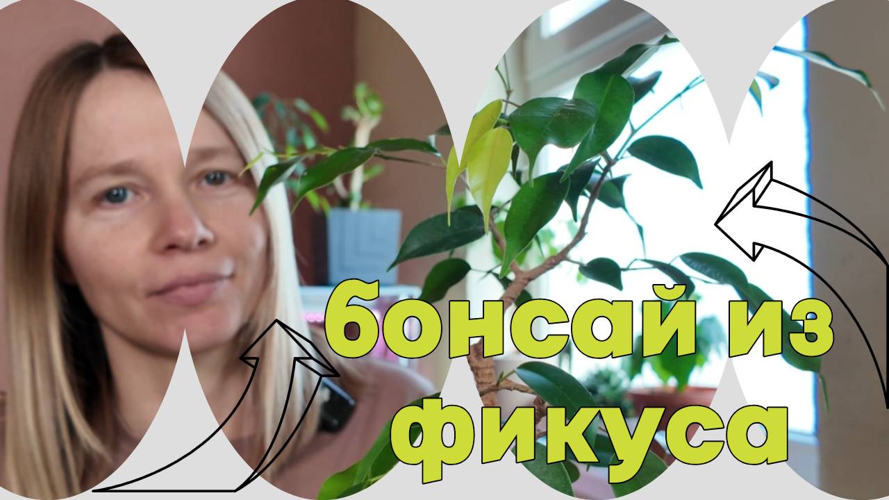 Обрезка Фикуса в стиле Бонсай // Февраль 2025