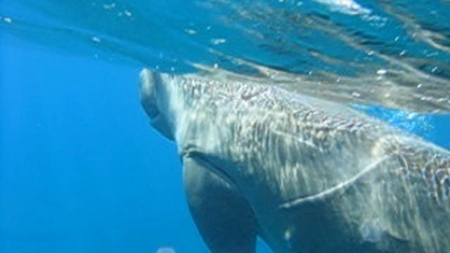 Плавание с морской коровой