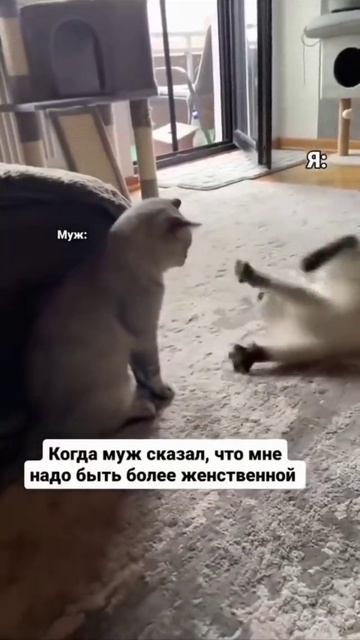#юмор когда сказал жене быть более женственной