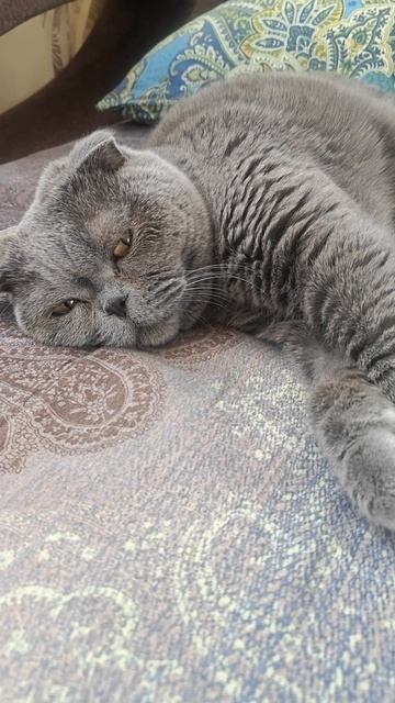 Шотландская вислоухая кошка Риана 16.03.2025.