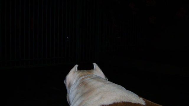 Pit Bull-Shakal