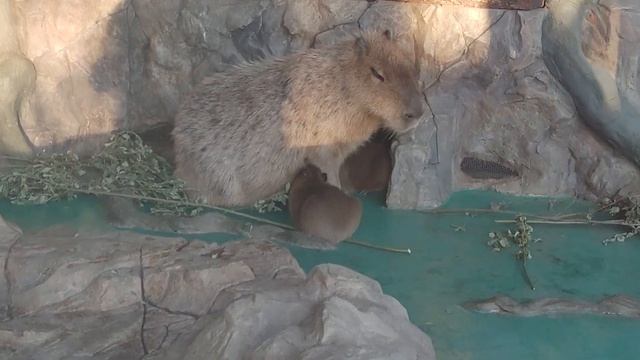 Кормление новорожденных капибар