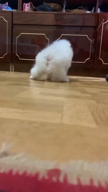 Puppy ball#spitz #puppy #shorts #yevhenmatz #dog