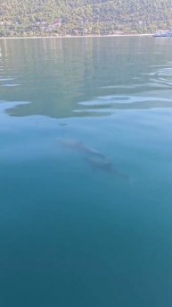 Дельфины у побережья — это поистине завораживающее зрелище!