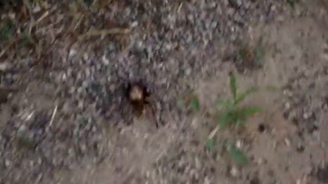 Tarantula 2