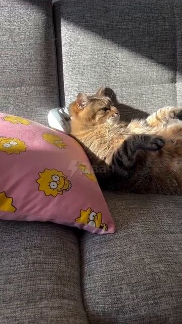 Массажер у котика