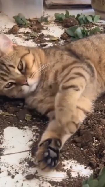 #котики #рек подписка лайки