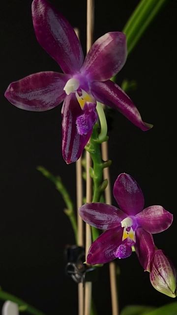 Phal. Joey x lueddemanniana TL +