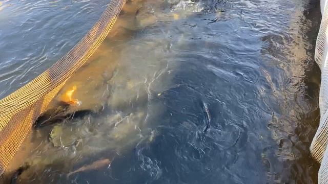 Зарыбление водоема форелью - 105кг