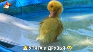 Утята с друзьями – мир нежных эмоций 🤗 эпизод (92)