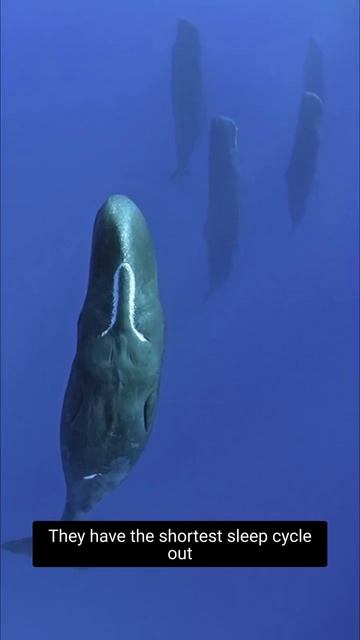 How Sperm Whales Sleep #shorts  #animal  #animals  #animalshorts  #whale  #spermwhales