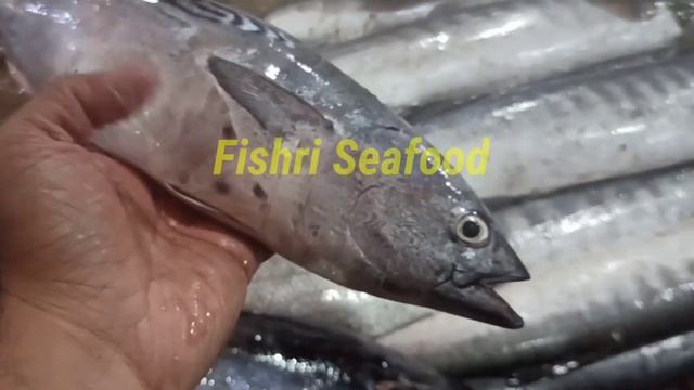 Tuna Fish information | ٹونا مچھلی کی معلومات  #tunainfo #fishinfo #tuna